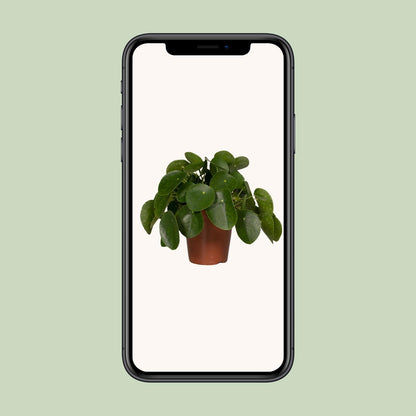 Pilea Peperomioides – Pfannkuchenpflanze Ø15cm, pflegeleicht