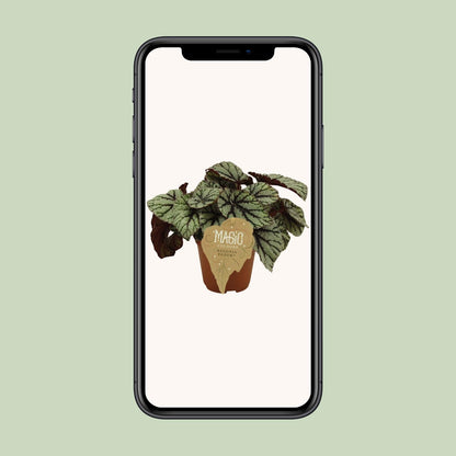 Begonia Rex Fedor – Pflegeleichte Zimmerbegonie Ø12 cm