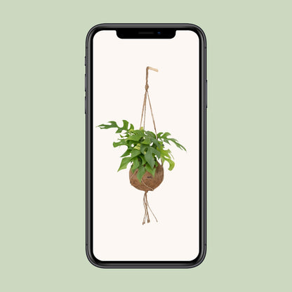 Kokedama Monstera Minima – Pflegeleichte Lochpflanze Ø15cm