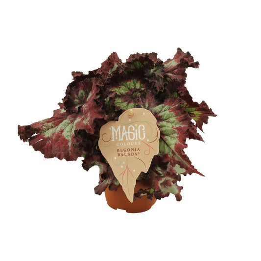 Begonia Rex Balboa – Farbenfrohe, pflegeleichte Zimmerpflanze Ø12 cm