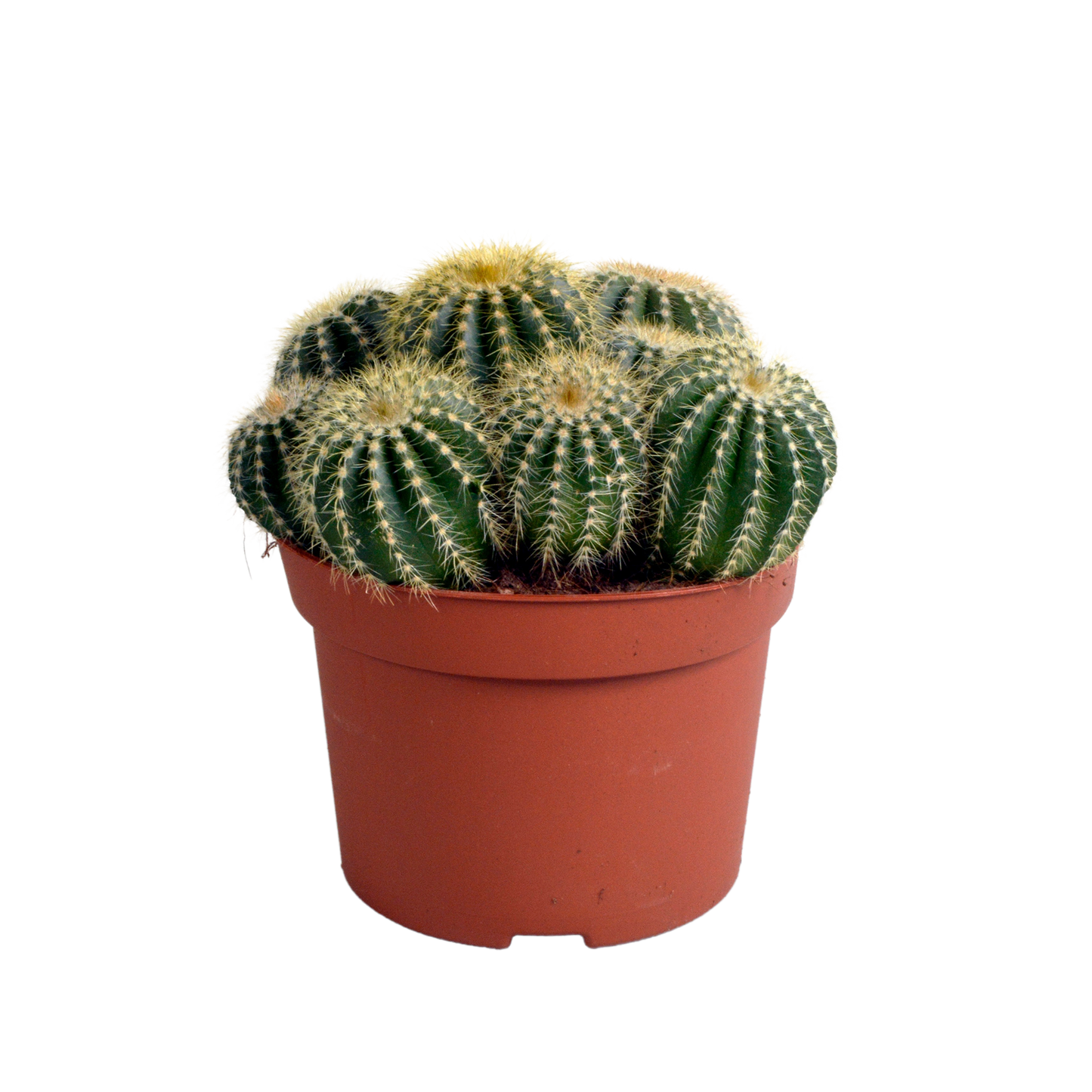 Eriocactus warasii – Pflegeleichter Kugelkaktus 12 cm