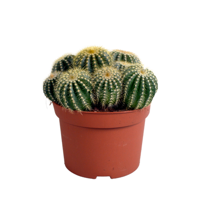 Eriocactus warasii – Pflegeleichter Kugelkaktus 12 cm