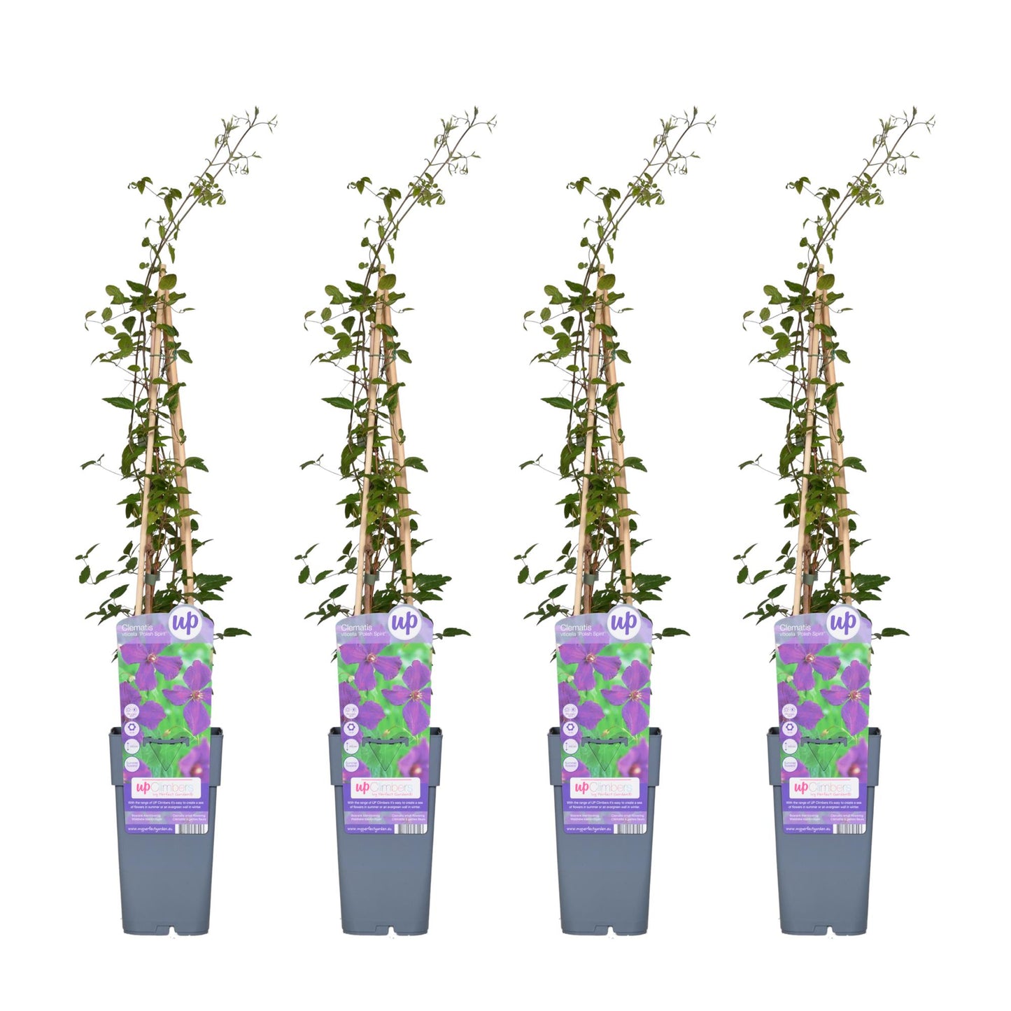 4x Clematis Viticella 'Polish Spirit' – Blühende Kletterpflanze Ø15cm