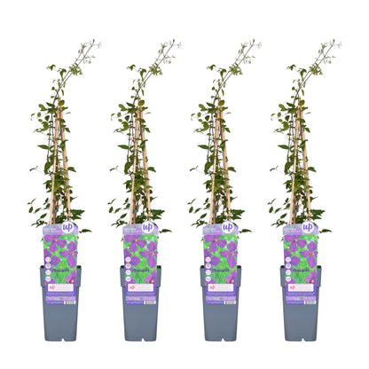 4x Clematis Viticella 'Polish Spirit' – Blühende Kletterpflanze Ø15cm
