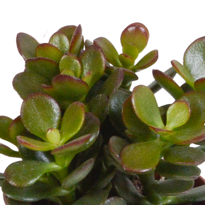 Crassula-Mix 3er Set in handbemalter Vase