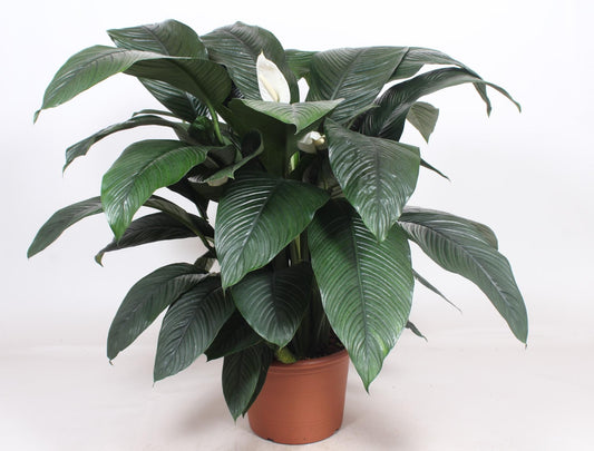 Spathiphyllum Sensation – Pflegeleichte luftreinigende Zimmerpflanze Ø45cm