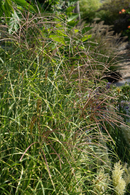 Miscanthus sinensis Strictus – Zebra Ziergras Ø23cm