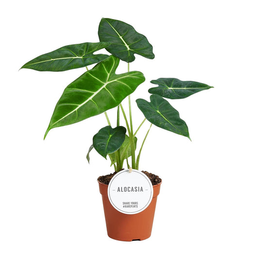 Alocasia Frydek – Pflegeleichte Tropische Zimmerpflanze