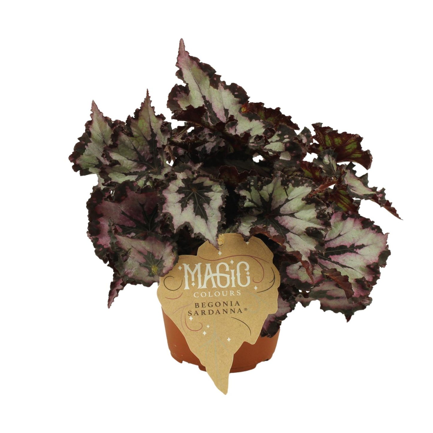 Begonia Rex Sardanna – Bunte, pflegeleichte Zimmerpflanze Ø12 cm