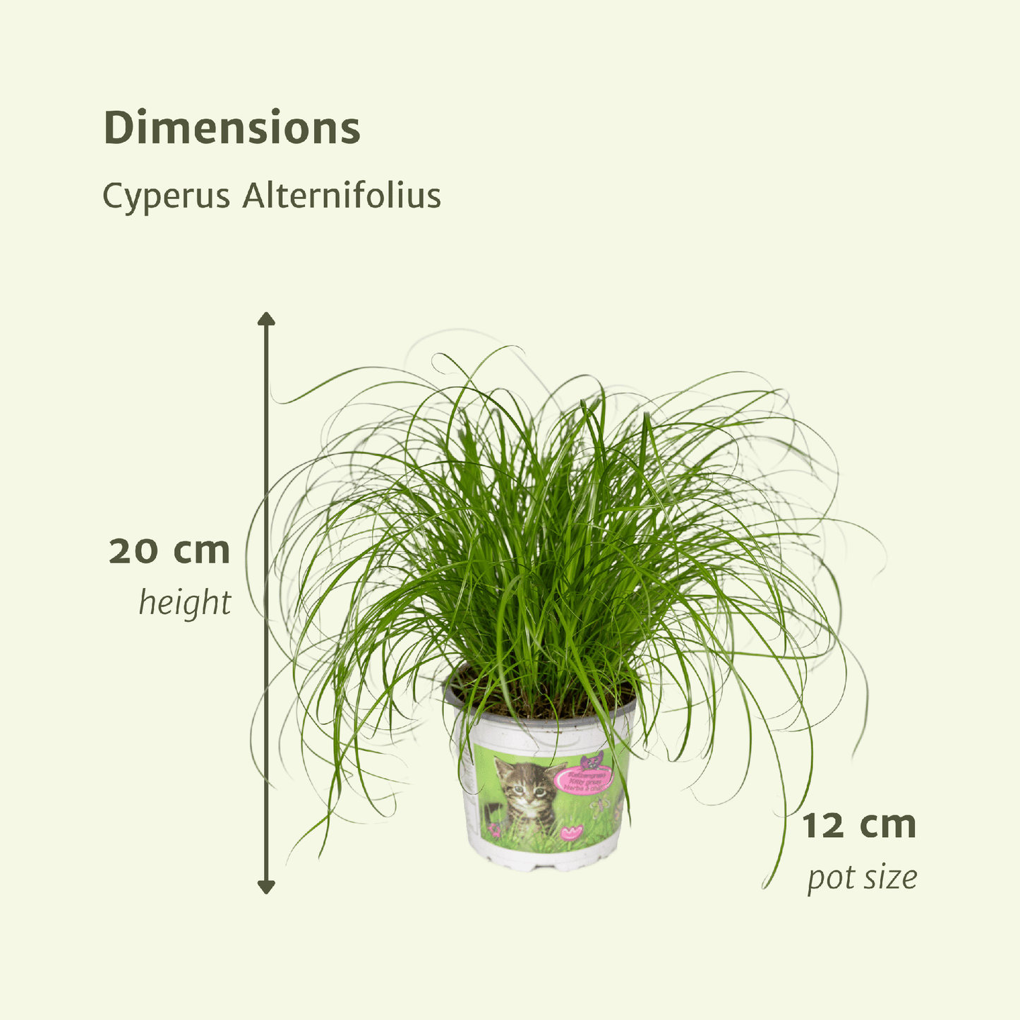 Cyperus Alternifolius (Katzengras) – 2er Set Ø12cm