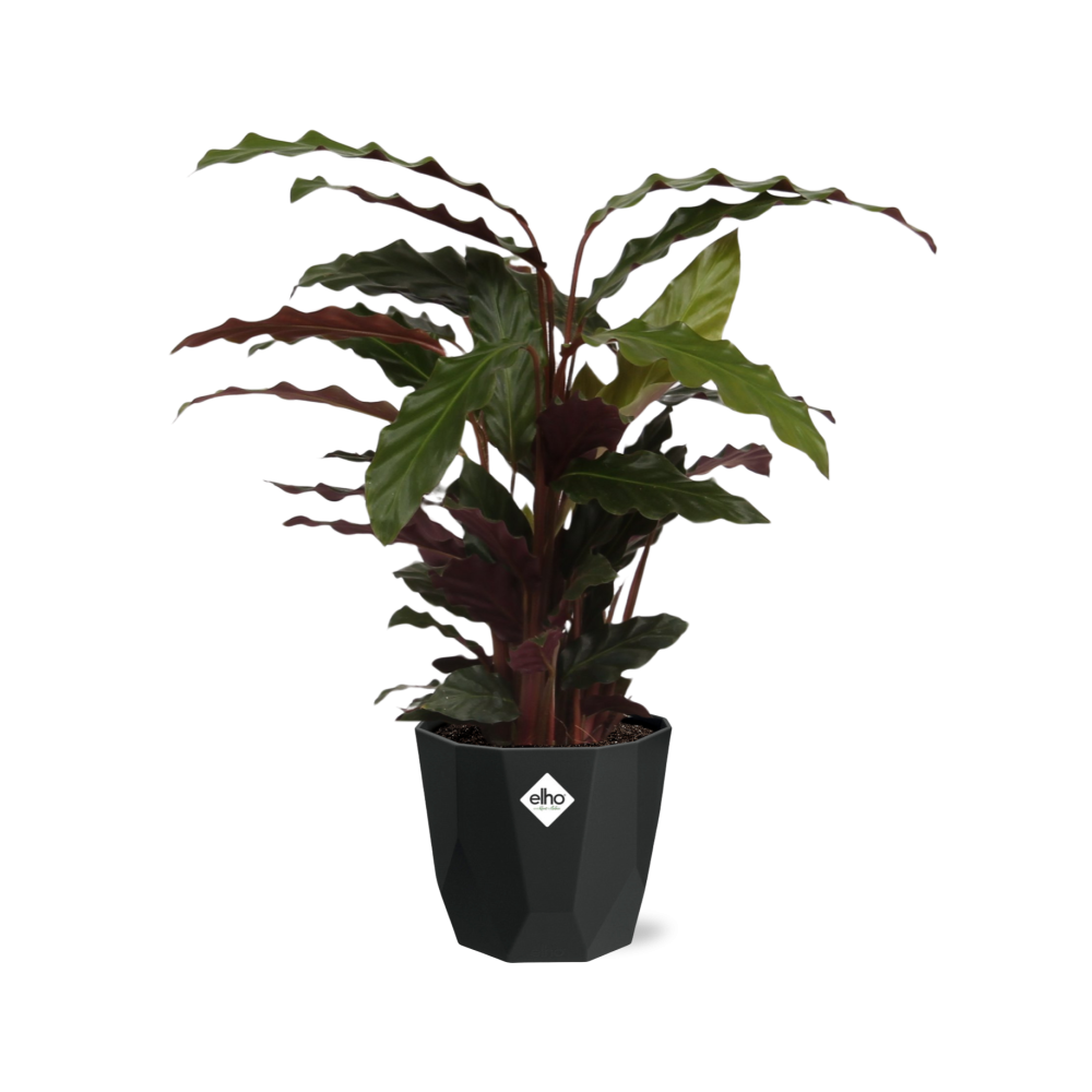 Calathea Rufibarba ‘Tropistar’ – Tropische Zimmerpflanze 14cm