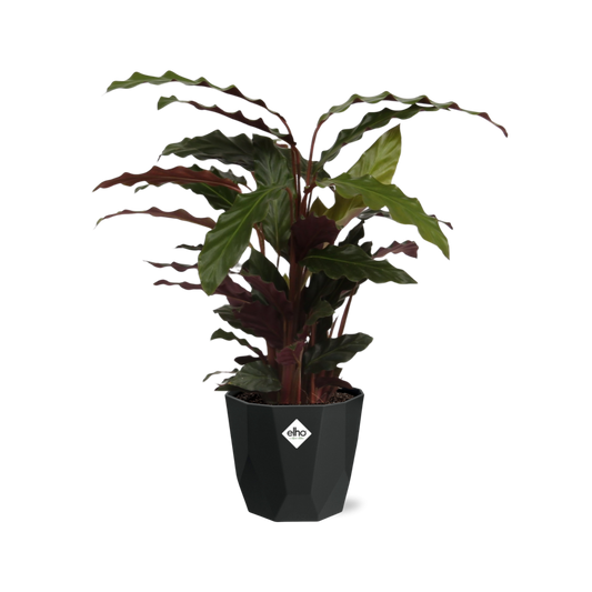 Calathea Rufibarba ‘Tropistar’ – Tropische Zimmerpflanze 14cm