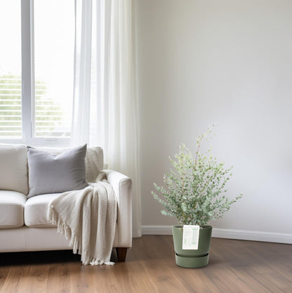 Eucalyptus Gunni – Pflegeleichter Zierbaum Ø23cm, 75cm hoch