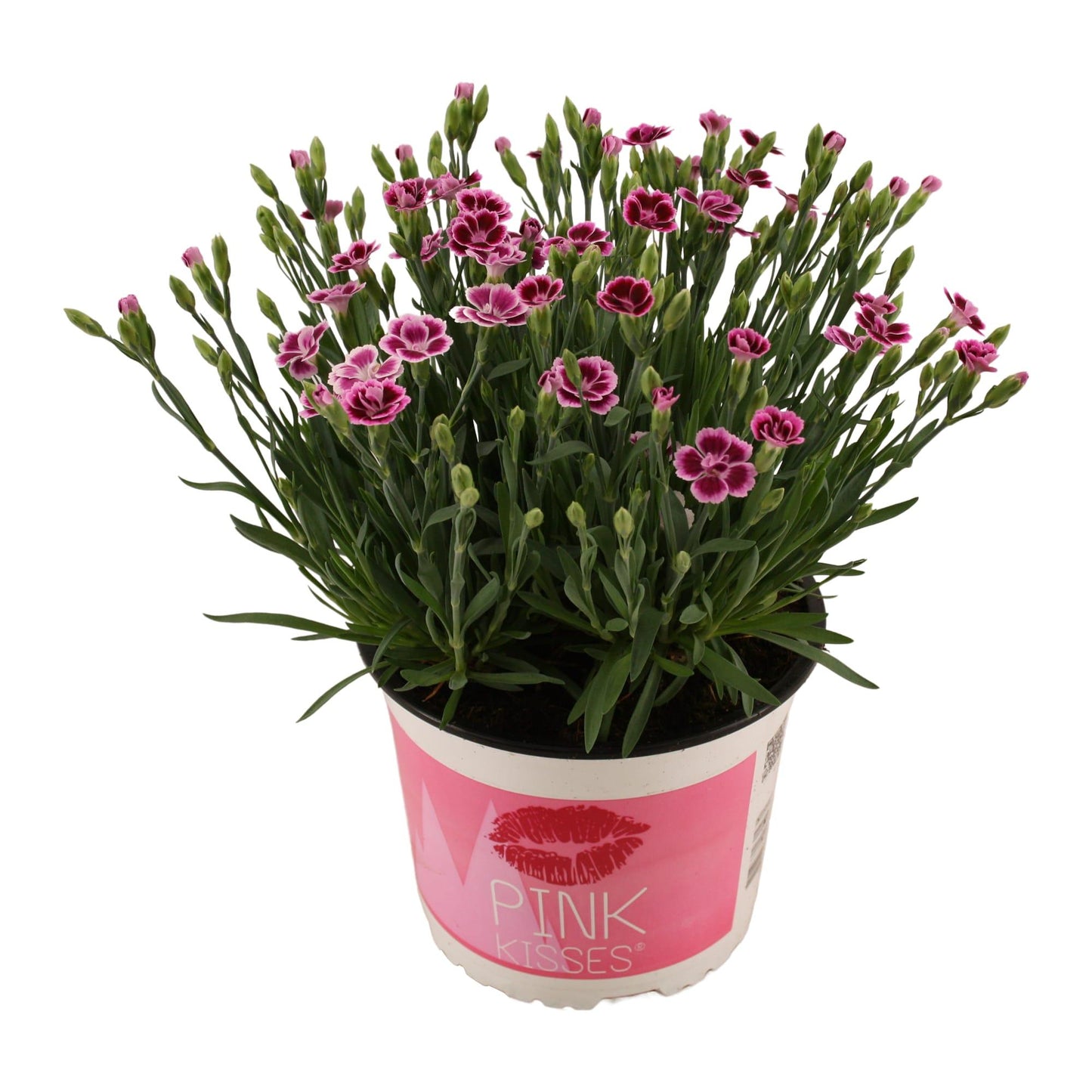 Dianthus Pink Kisses – Pflegeleichte Gartenpflanze Ø17 cm