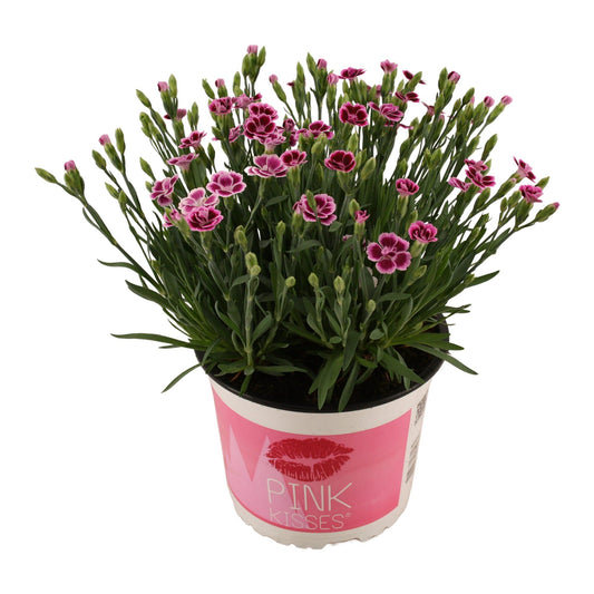 Dianthus Pink Kisses – Pflegeleichte Gartenpflanze Ø17 cm