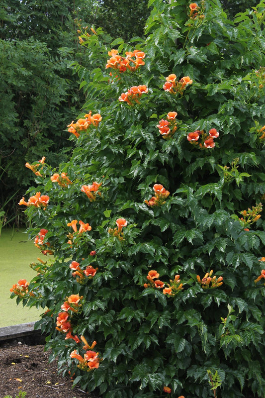 2x Campsis 'Indian Summer' – Robuste Kletterpflanze Ø15cm