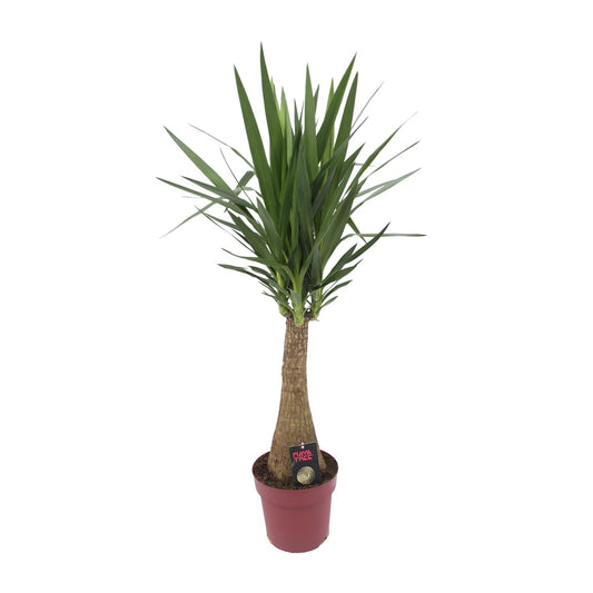 Yucca 'Maya Tree' – Elefantenfuß Zimmerpflanze 110 cm