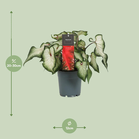 Caladium 'White Wonder' – Engelsflügel Zimmerpflanze Ø12cm