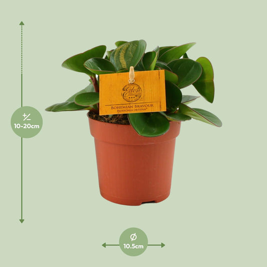 Peperomia Obtipan – Pflegeleichte Zimmerpflanze Ø11cm