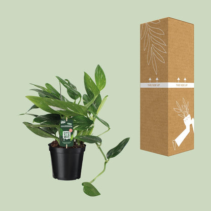 Philodendron Cobra Toef – Pflegeleichte Zimmerpflanze Ø17cm