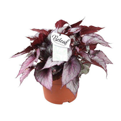 Begonia Beleaf Maori Haze – Exotische Zimmerpflanze Ø17cm