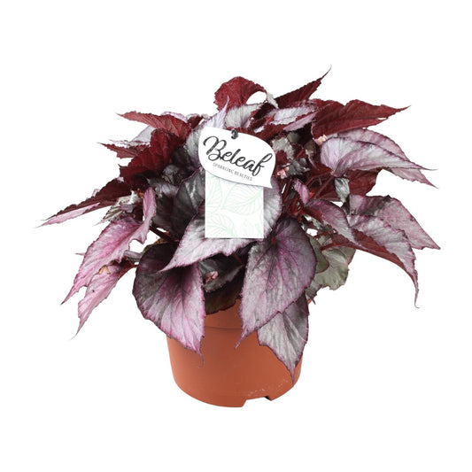 Begonia Beleaf Maori Haze – Exotische Zimmerpflanze Ø17cm