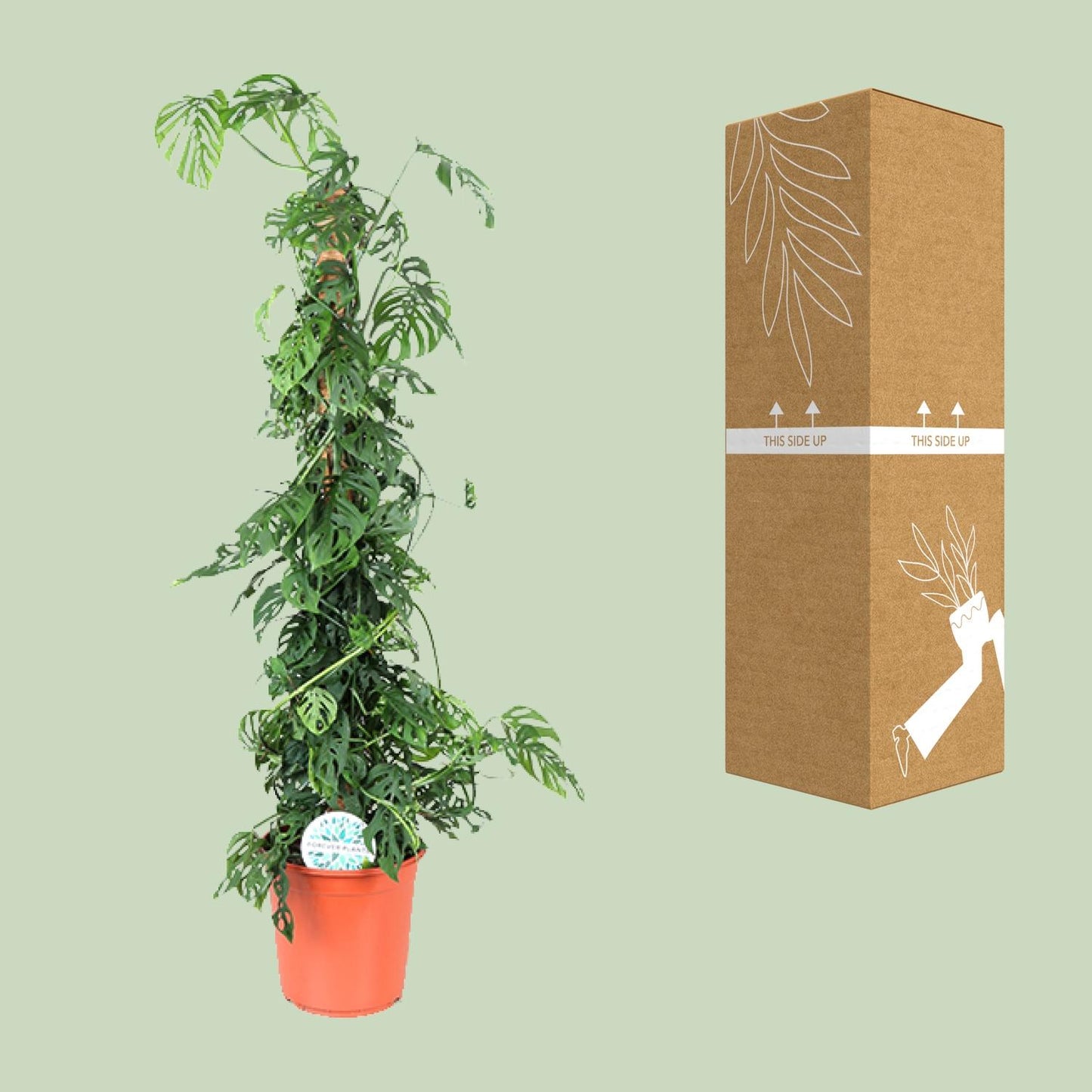 Monstera Monkey Leaf M – pflegeleichte Zimmerpflanze Ø24cm