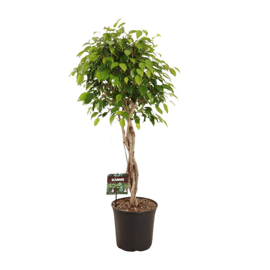 Ficus Benjamina Exotica – Pflegeleichte Zimmerpflanze Ø27cm