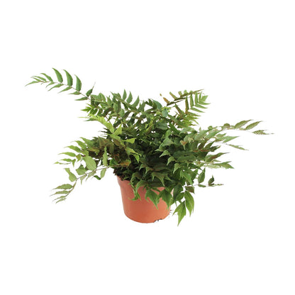 Cyrtomium Fortunei Clivicola – Pflegeleichter Straußfarn Ø24cm