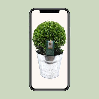 Ilex Crenata 'Jenny' Kugel – Pflegeleichte Stechpalme im Zinktopf