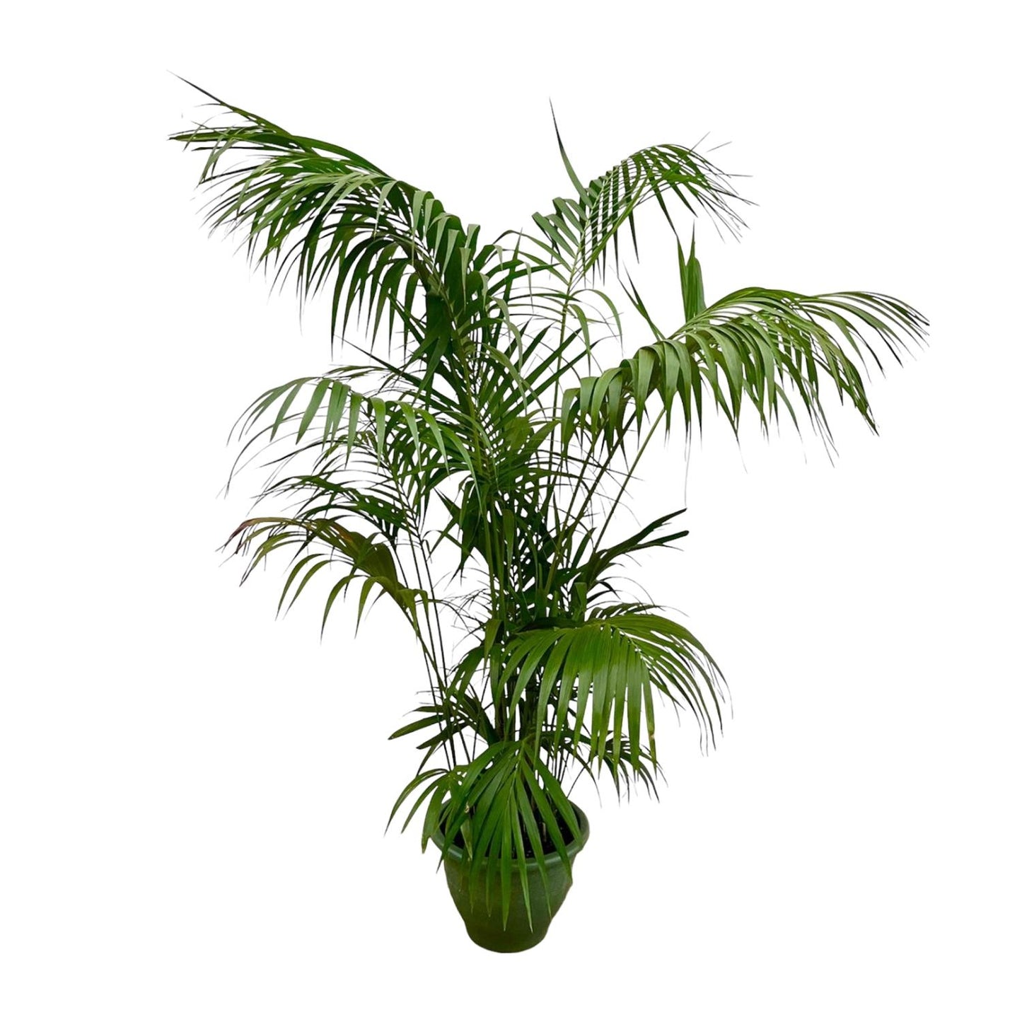 Kentia-Palme XXL – 260 cm, Ø 35 cm, pflegeleicht & robust