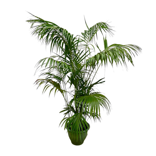 Kentia-Palme XXL – 260 cm, Ø 35 cm, pflegeleicht & robust