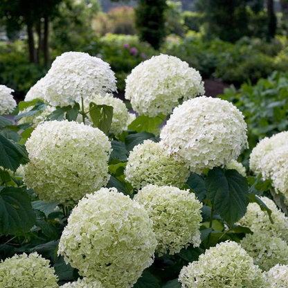 Hortensie Hydrangea arborescens 'Strong Annabelle' Ø19cm