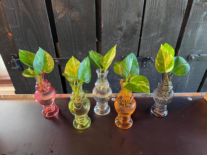 Zimmerpflanzen Mix im Venice Glas – 6 grüne Pflanzen Ø7cm