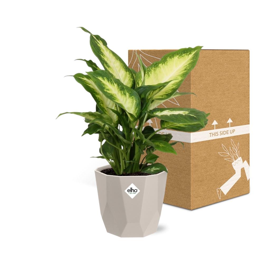 Dieffenbachia ‘Camilla’ – Pflegeleichte Zimmerpflanze im ELHO Topf