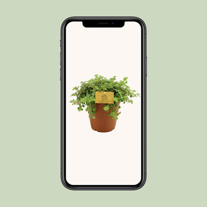 Sedum Tornado – Pflegeleichter Steinbrech Ø15cm