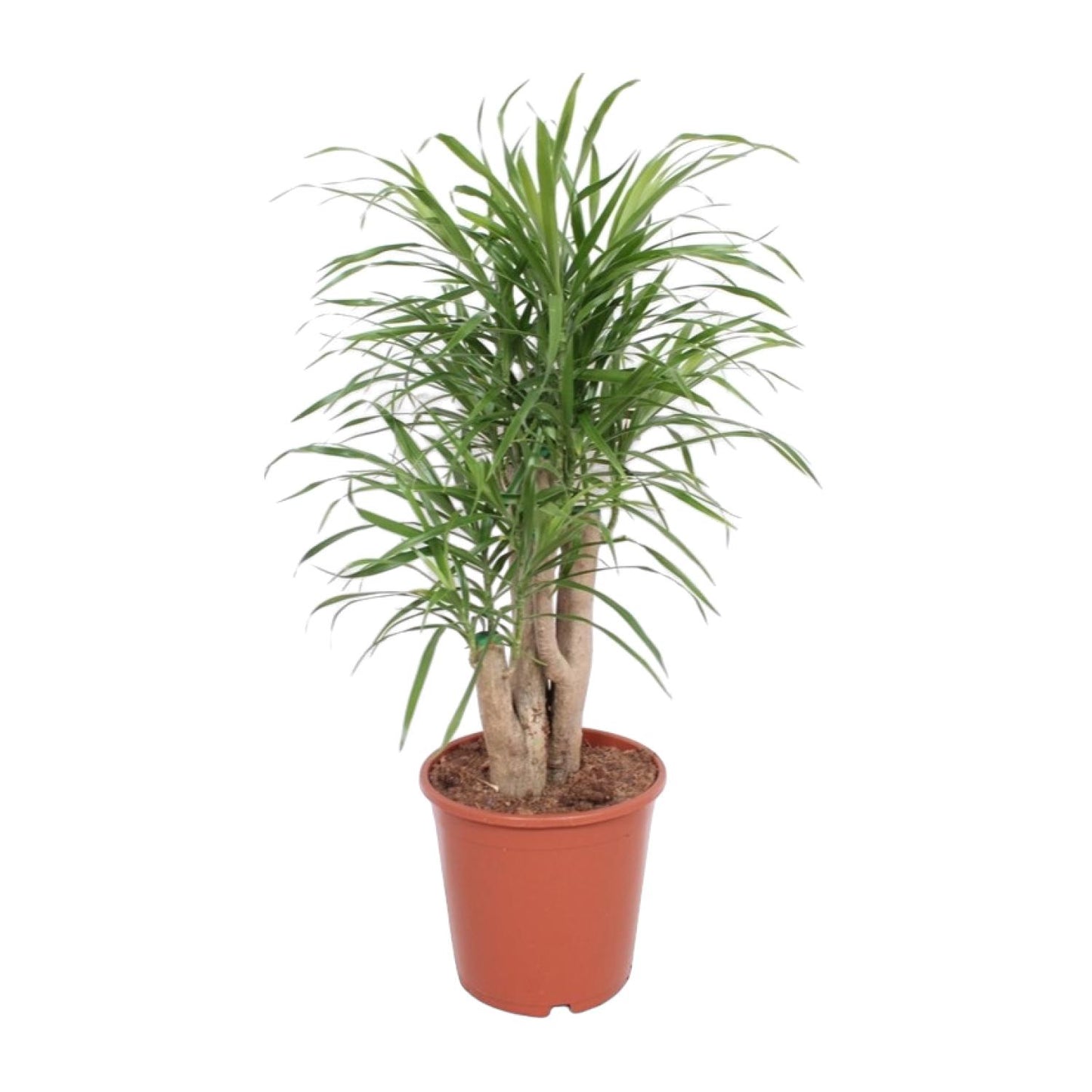 Dracaena Anita – Pflegeleichte exotische Zimmerpflanze Ø21cm