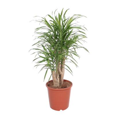 Dracaena Anita – Pflegeleichte exotische Zimmerpflanze Ø21cm
