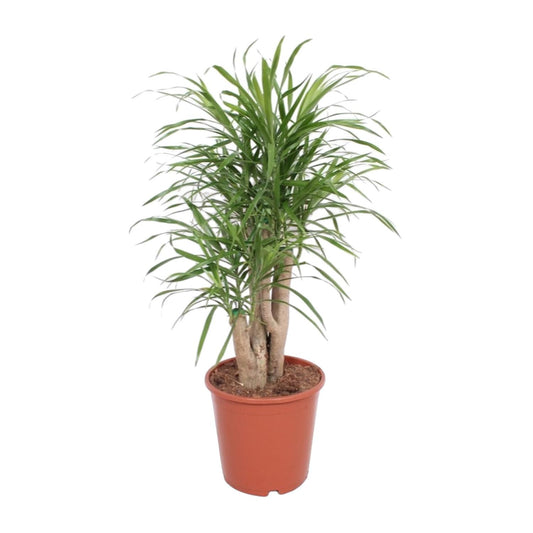 Dracaena Anita – Pflegeleichte exotische Zimmerpflanze Ø21cm