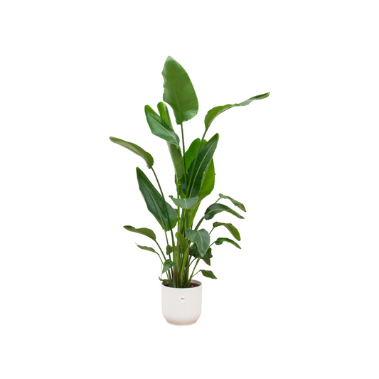 Strelitzia Nicolai mit elho Vibes Fold Round Weiß – 160 cm