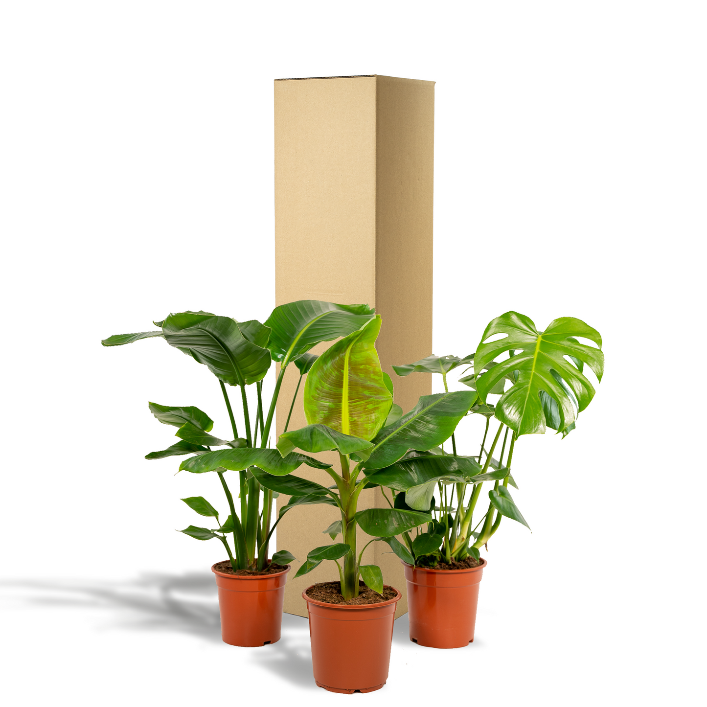 Tropisches Zimmerpflanzen-Set: Monstera, Banane & Strelitzie