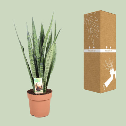 Sansevieria Zeylanica – Pflegeleichte Schwiegermutterzunge Ø21cm