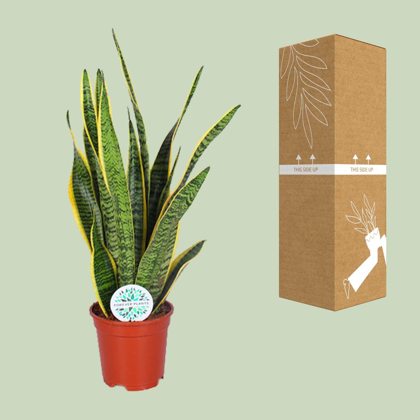 Sansevieria Trifasciata Laurentii – Pflegeleichte Schlangenpflanze Ø17cm