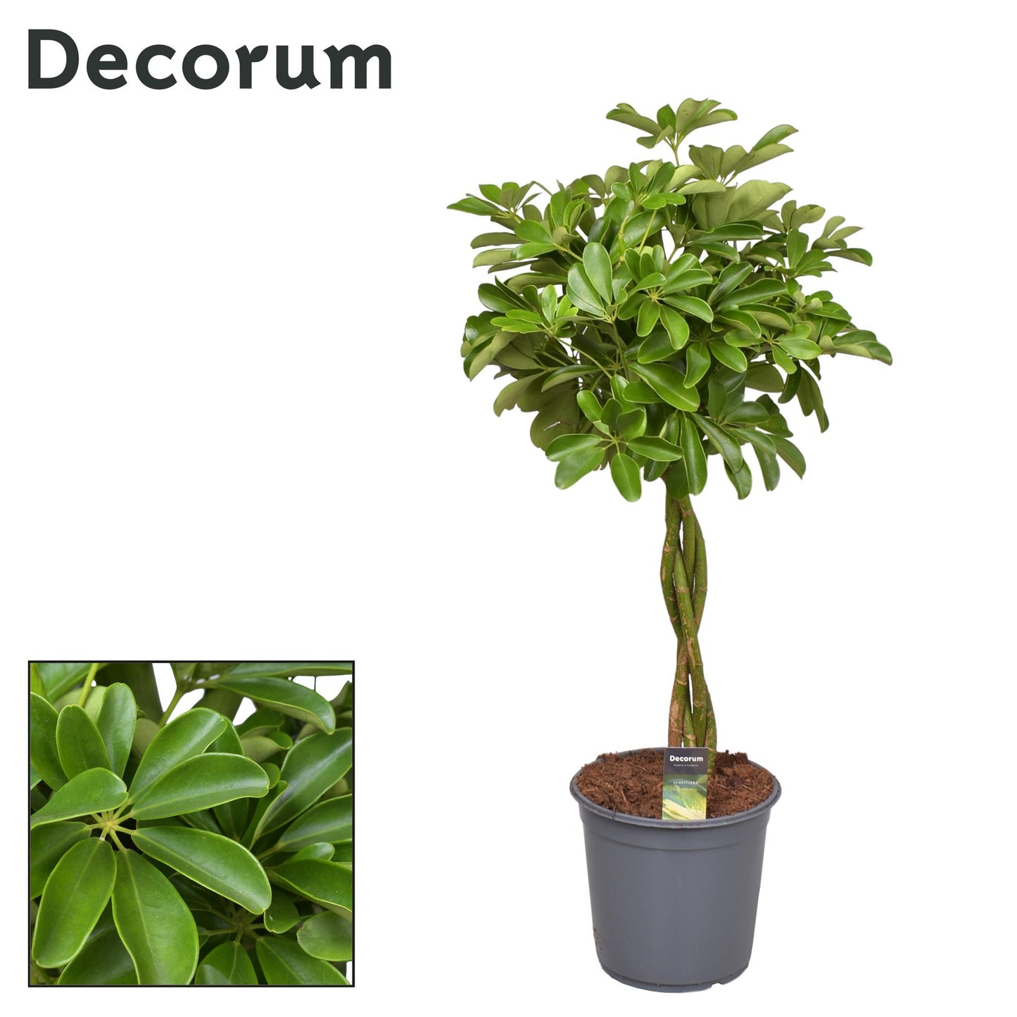 Schefflera Compacta (Nora) mit Geflochtenem Stamm – Ø24cm, 90cm Höhe