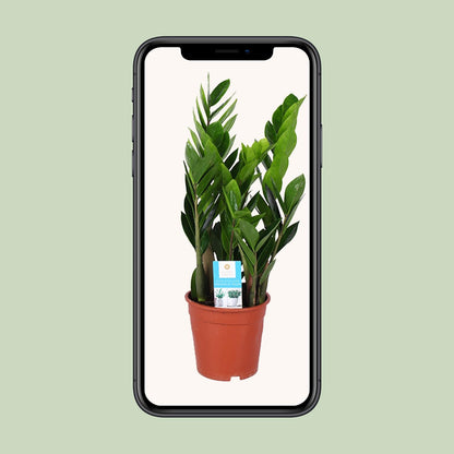 Zamioculcas Zamiifolia – Pflegeleichte Zimmerpflanze Ø17cm