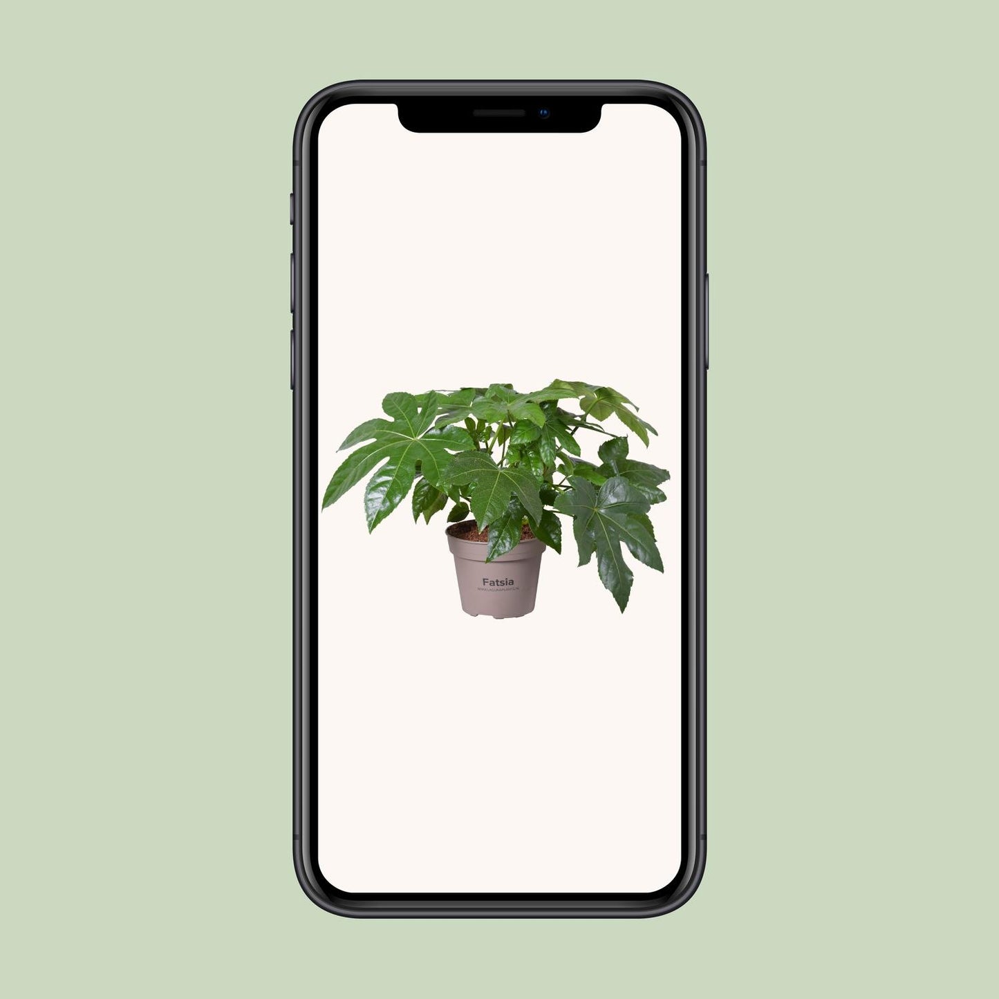 Fatsia Japonica – Pflegeleichte Zimmerpflanze Ø15cm