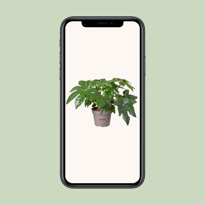 Fatsia Japonica – Pflegeleichte Zimmerpflanze Ø15cm