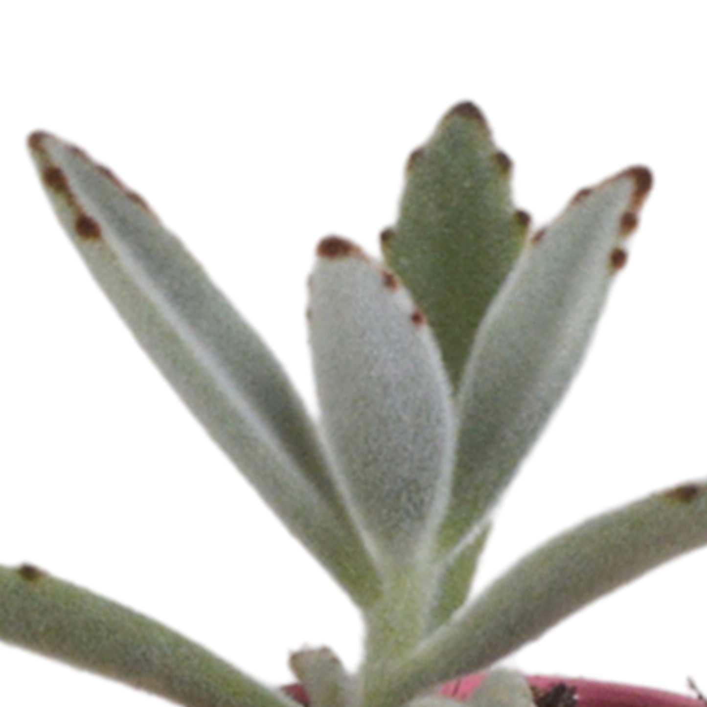 Vetplanten-Mischung 5x in handbemalter Mexicaanse Pot