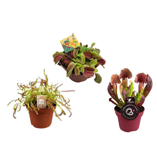 Fleischfressende Pflanzen Mix – 3er Set Ø12cm