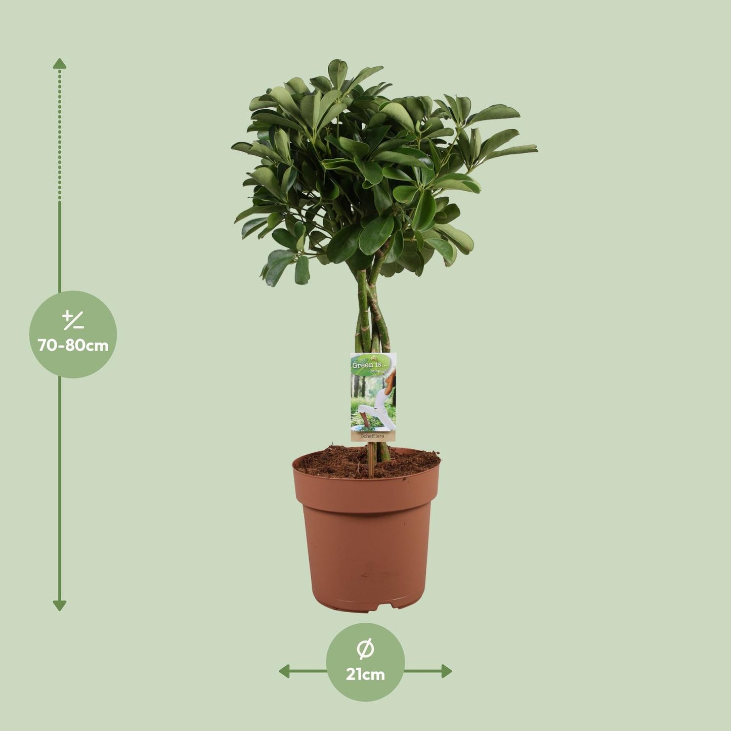 Schefflera Arboricola Nora – pflegeleichte Zimmerpflanze Ø21cm